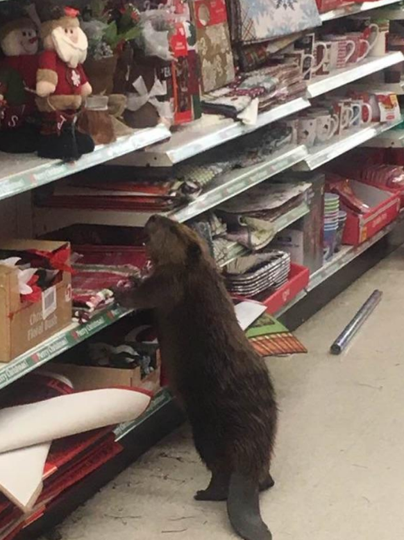 Biber im Weihnachtsmarkt.
https://twitter.com/firstsheriff/status/804066548134662147