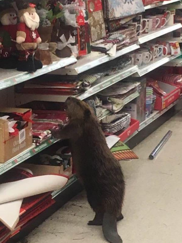 Biber im Weihnachtsmarkt.

https://twitter.com/firstsheriff/status/804066548134662147