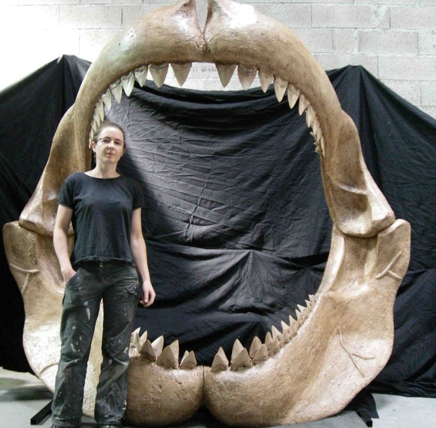 Carcharocles megalodon Gebiss