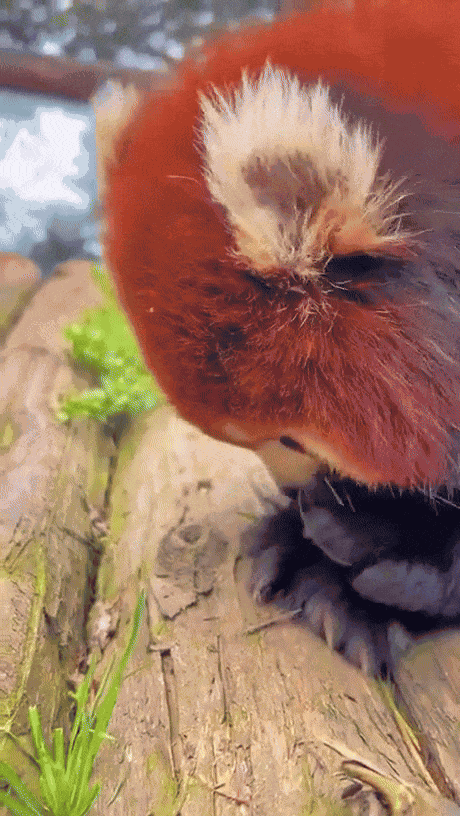 Animiertes GIF