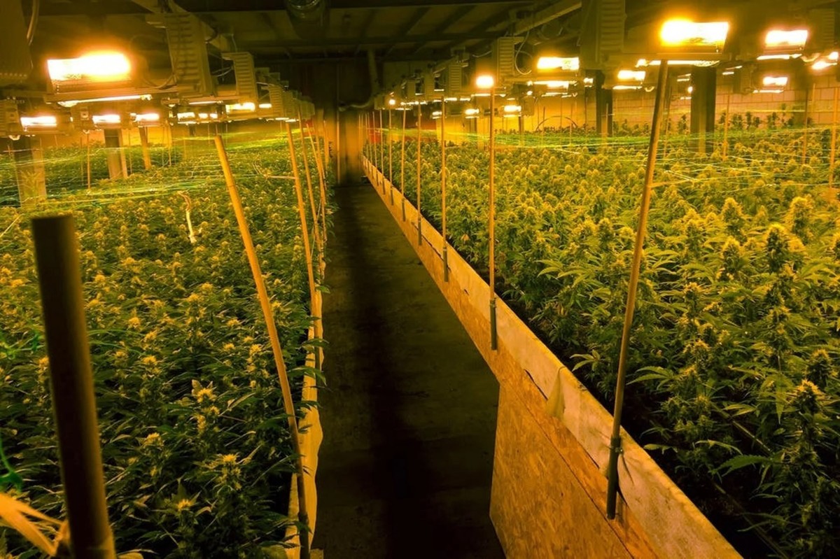 En 2015, une fusillade a eu lieu dans cette plantation de chanvre à Altstätten (SG).