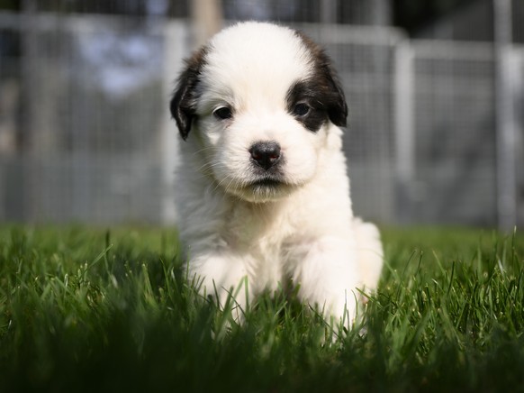 One of seven one month old puppies Sant-Bernard plays in the grass at the Barry Foundation's kennel, in Martigny, Tuesday, August 30, 2022. The Saint Bernard dog &quot;Edene du Grand St. Bernard&quot; ...