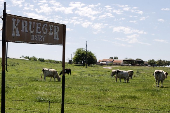 epa11255988 Cows graze behind fence at a cattle farm in Austin, Texas, USA, 02 April 2024. According to the US Department of Agriculture (USDA), dairy cows at farms in several US states have fallen il ...