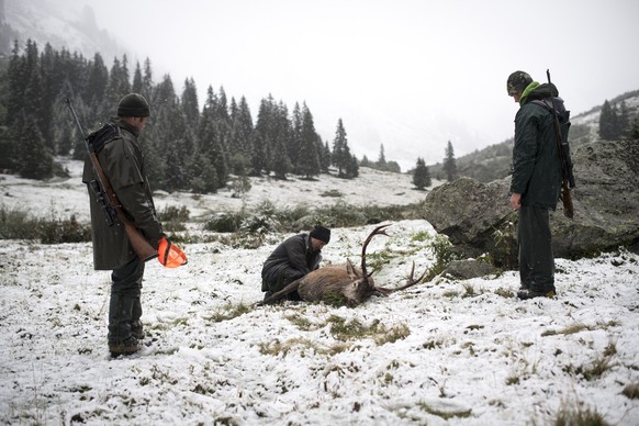 Die Jaeger David Walser, Ueli Marugg, und Lukas Walser, von links, stehen um einen zirka 120 Kilogramm schweren Hirsch, den Ueli Marugg am am ersten Tag der Hochjagd erlegt hat, am Samstag, 2. Septemb ...