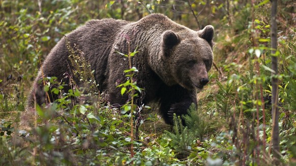 Bildnummer: 54579298 Datum: 17.10.2010 Copyright: imago/imagebroker
Bärin Jurka, Mutter vom Problembär Bruno, Braunbär (Ursus arctos), im Bärenpark bei Schapbach im Schwarzwald, Baden-Württemberg, Deu ...