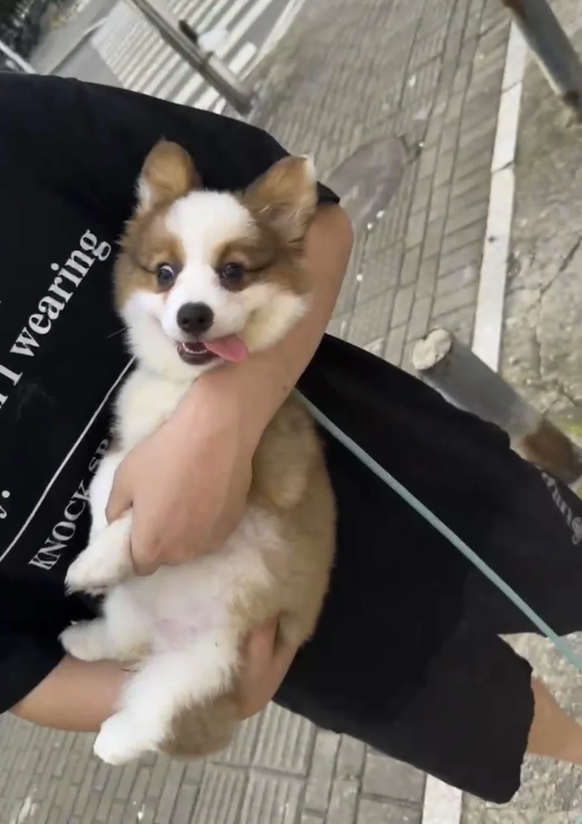 Hund schwitzt in der Hitze und mag nicht Gassi gehen
