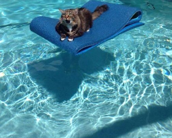 Katze auf Wasser gefangen.
Cute News
http://imgur.com/gallery/1UNi1
