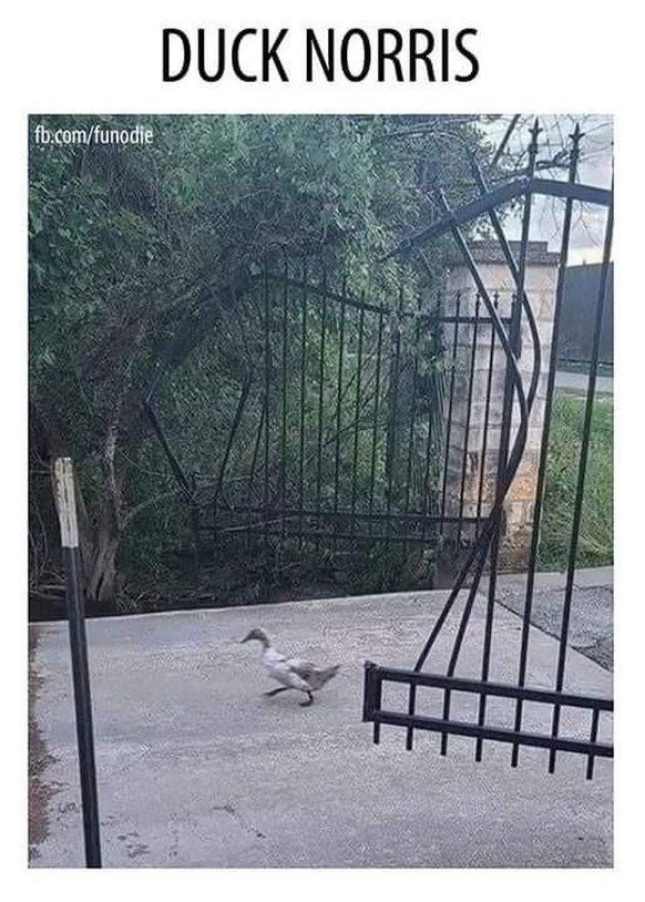PICDUMP 411 вЂ“ es haroldet bereits ordentlich!\nрџ’Єрџ¦†