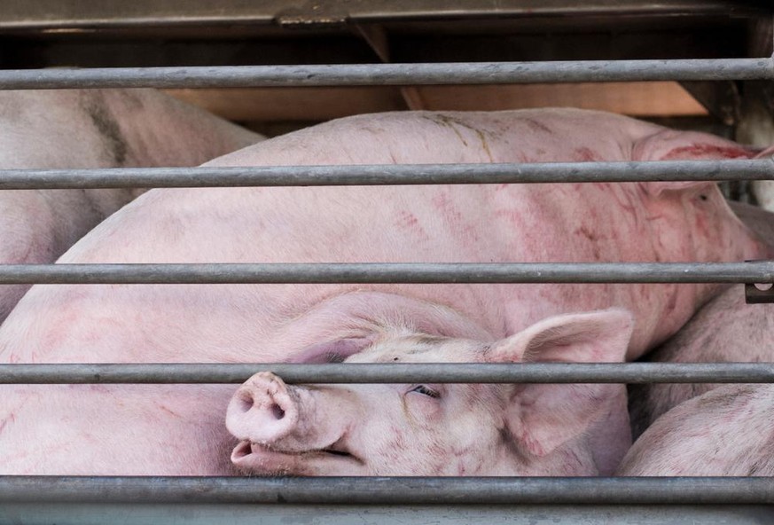 Schweine im Transporter zum Schlachthof