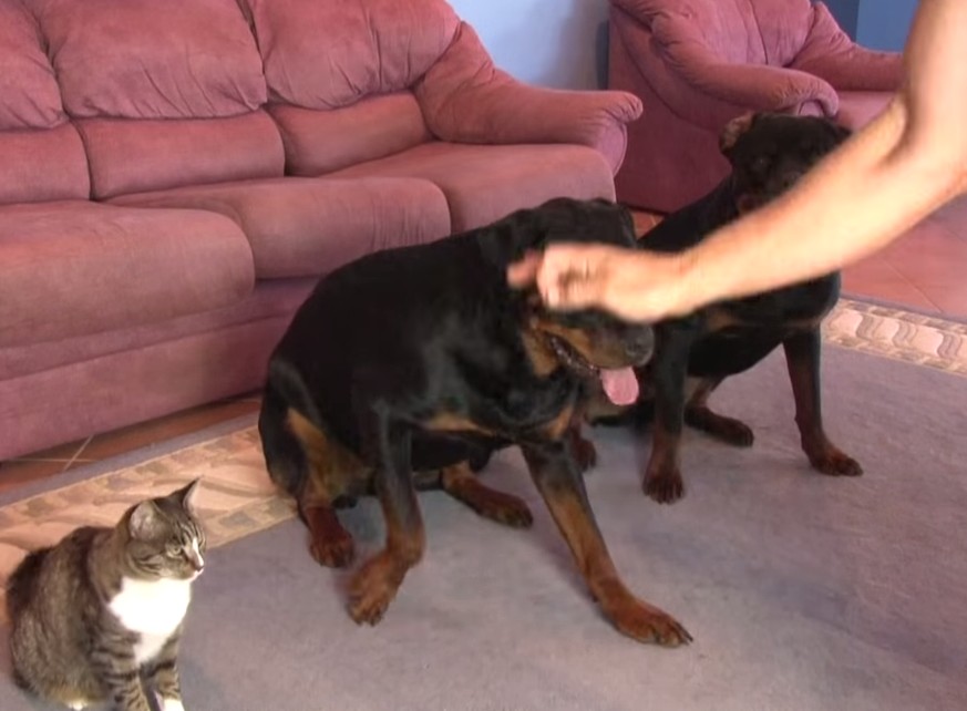 Wenn�s um Leckerlis geht, sind Katzen auch nur Hunde watson