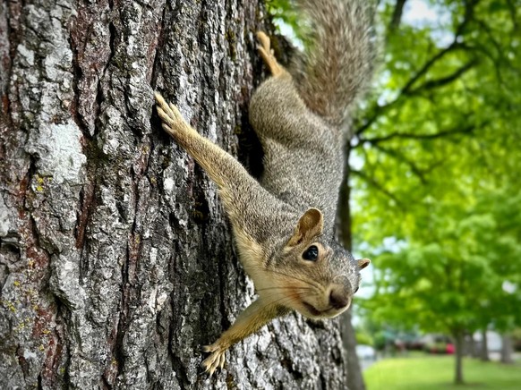 cute news tier eichhörnchen

https://www.reddit.com/r/squirrels/comments/1ligfy7/i_can_get_closer/