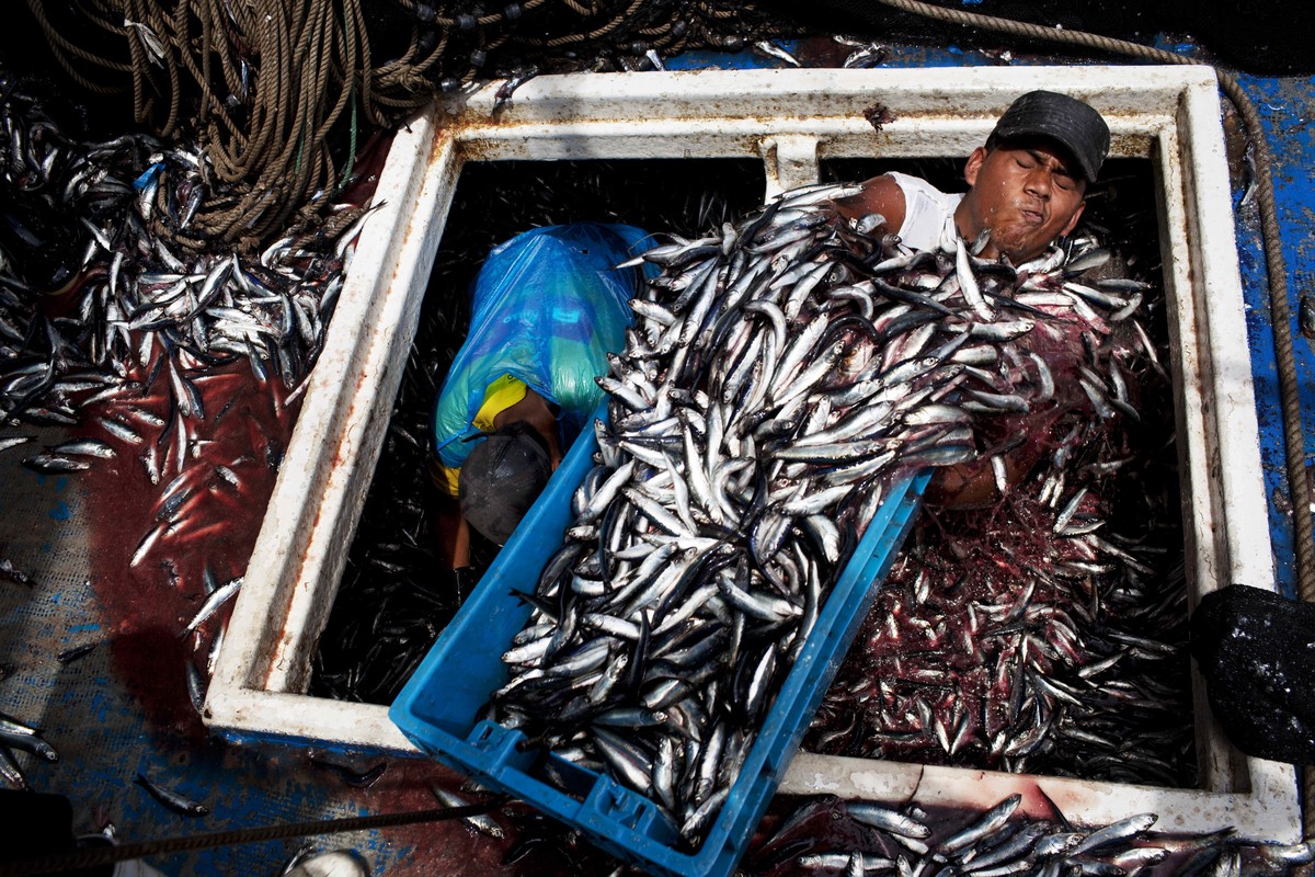 FILE - In this Dec. 7, 2012 file photo, Marvin Vega unloads a crate of anchovies from the holding area of a "boliche," the Peruvian term for boats that are used by fishermen who fish with ne ...
