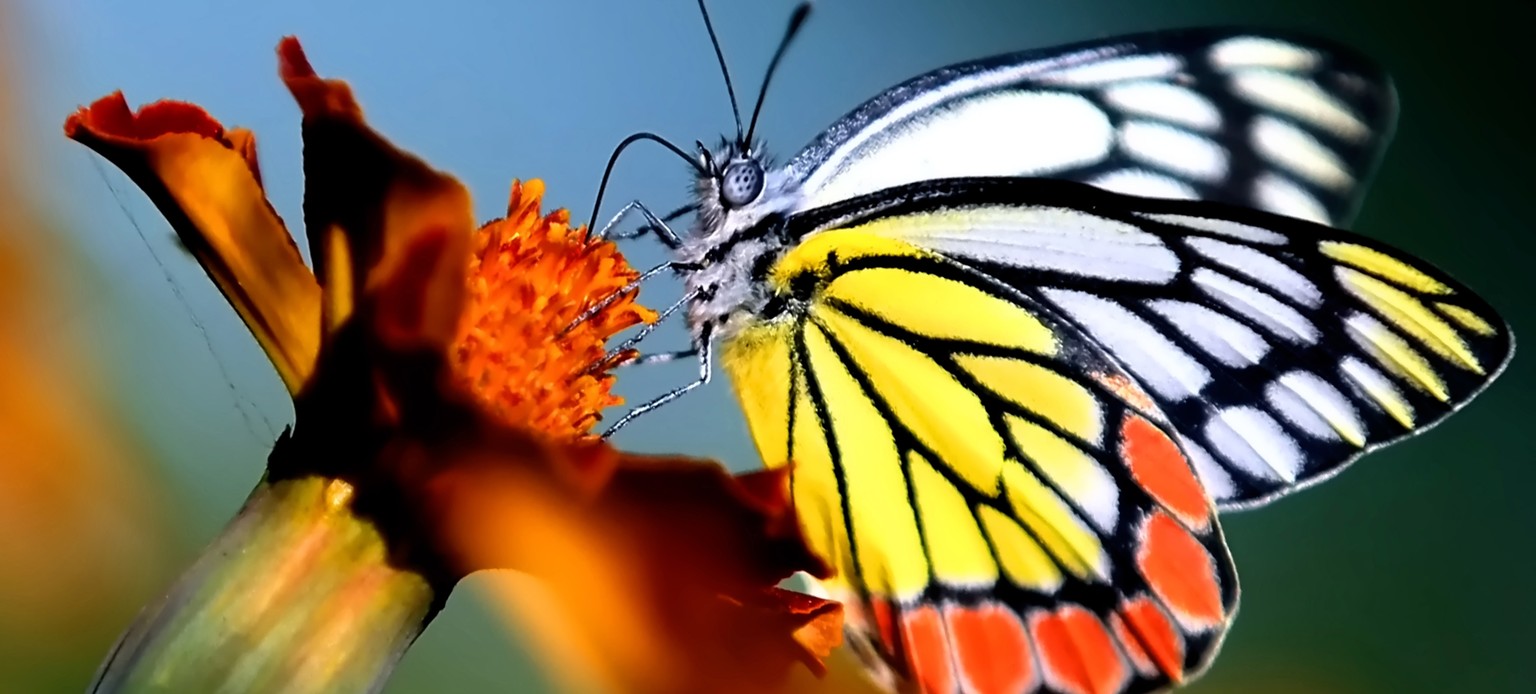 epaselect epa07214605 A butterfly sucks nectar from a flower in Jammu, the winter capital of Kashmir, India, 07 December 2018. EPA/JAIPAL SINGH