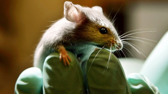 Eine Maus in einem Labor.