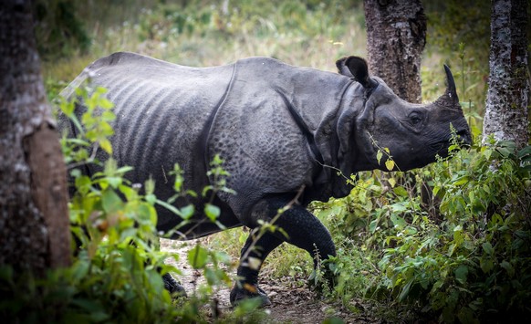 January 7, 2022, Kathmandu, Bagmati, Nepal: A one-horned rhinoceros walks along the jungle of Chitwan National Park at Sauraha, Chitwan in Nepal, January 7, 2022. (Credit Image: © Sunil Sharma/ZUMA Pr ...