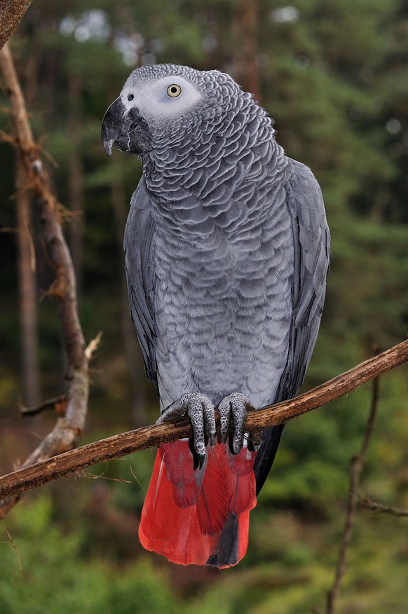 Graupapagei
Cute News
https://de.wikipedia.org/wiki/Graupapagei#/media/File:Psittacus_erithacus_qtl1.jpg