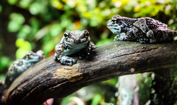 Baumhöhlen-Krötenlaubfrosch als Tier der Woche bei den Cute News von watson.