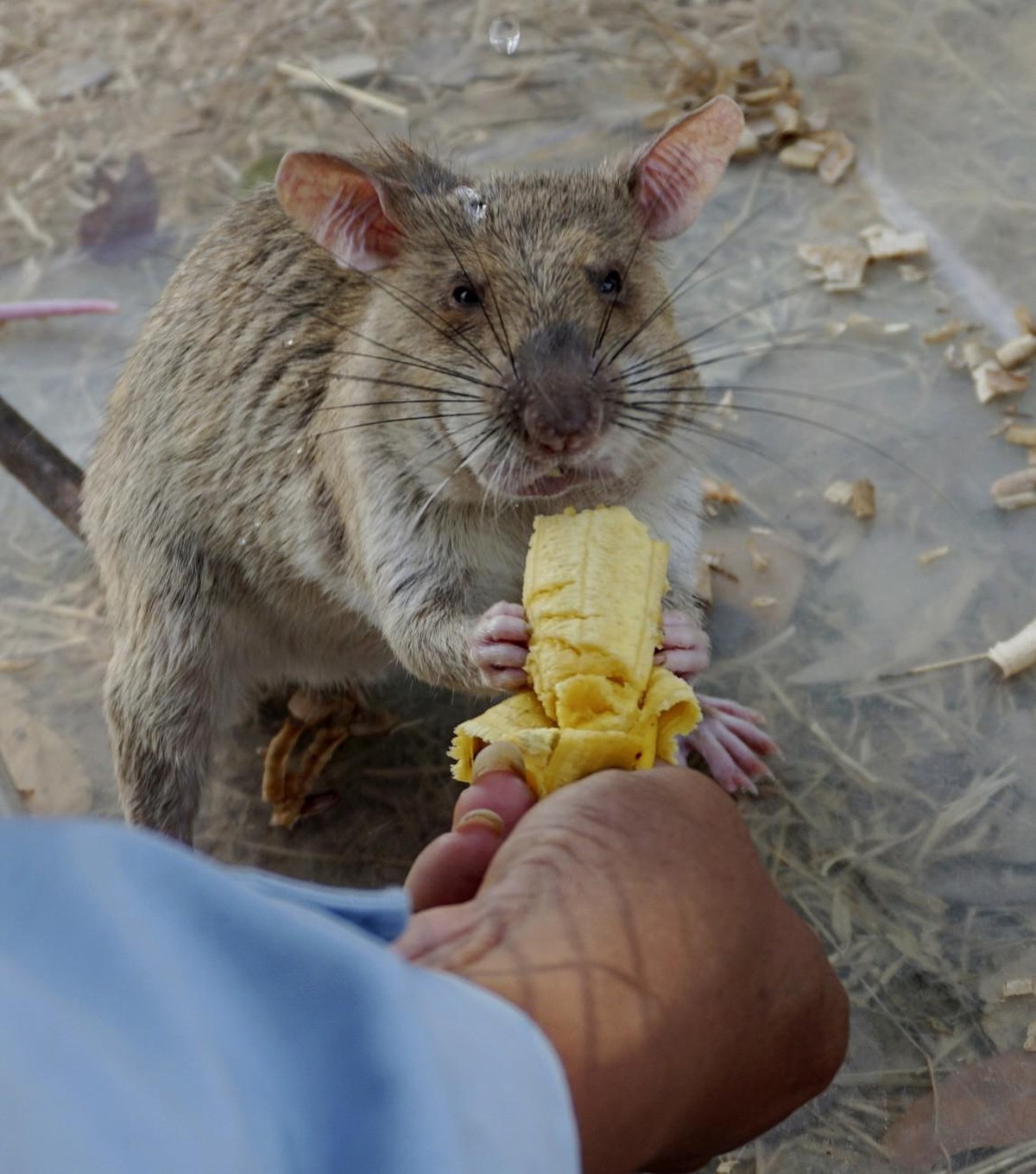 In this Feb. 19, 2016, photo, a landmine clearing rat gets a favorite reward - a banana - after a morning's effort to sniff out mines still buried in Trach, Cambodia. African rats are the latest  ...