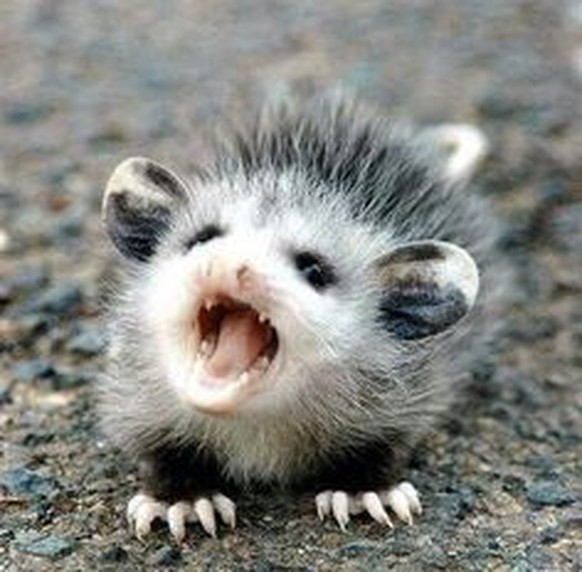 Opossum
Cute News
http://imgur.com/gallery/aCQF9