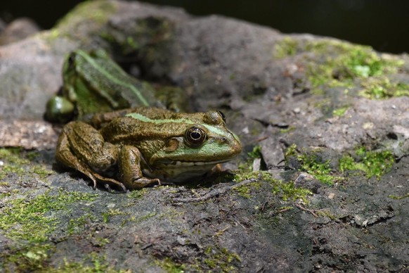 cute news animal tier frog frosch

https://imgur.com/gallery/VSsnRVU