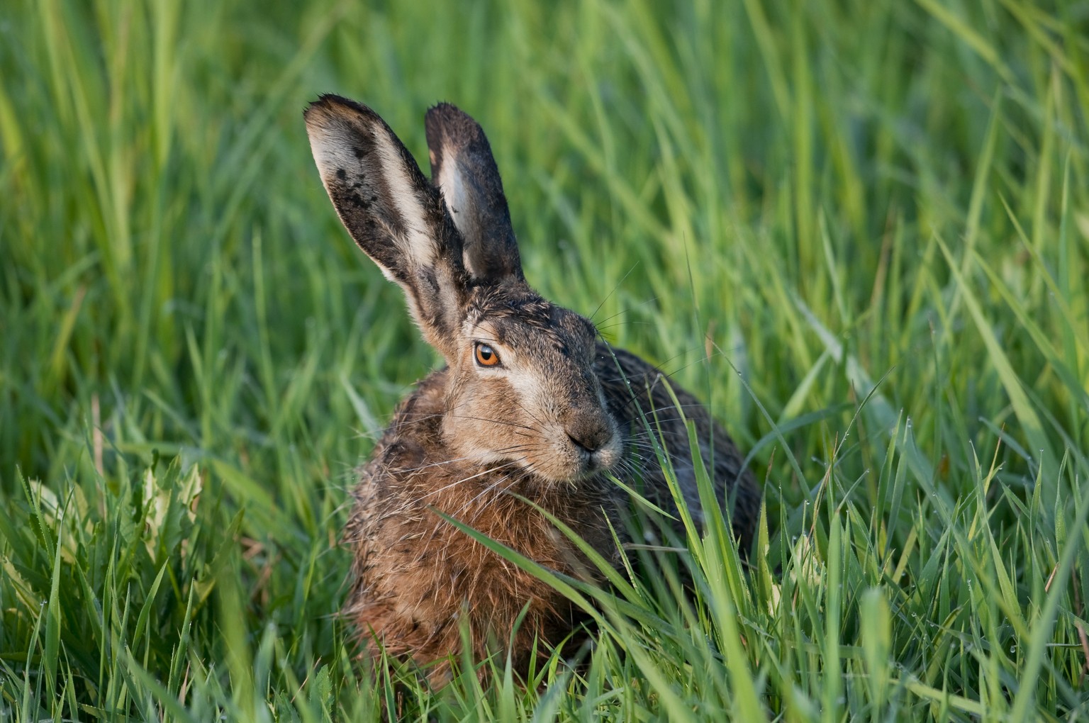 feldhase lepus europaeus ostern osterhase shutterstock