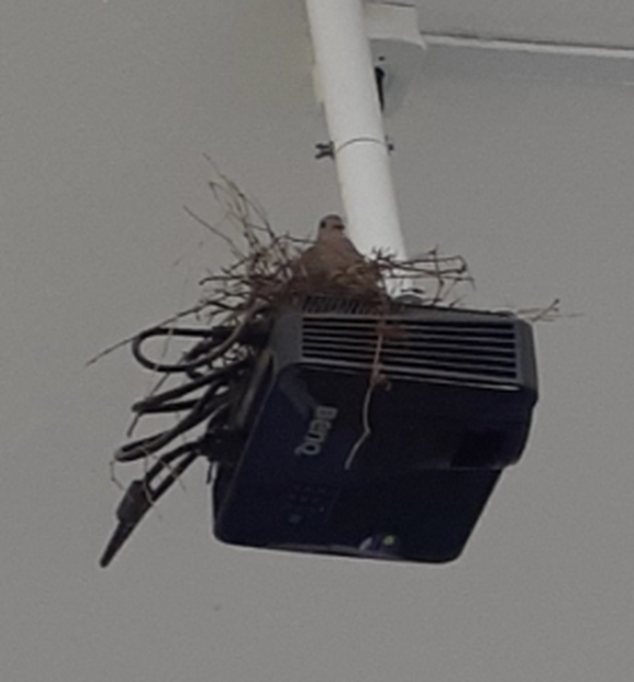 Die lustigsten Fails der Woche: Nest auf Beamer