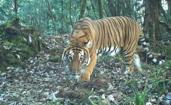 tiger in bhutan