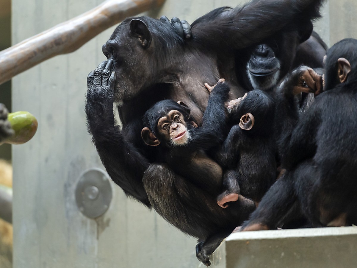 Les singes, tout comme les