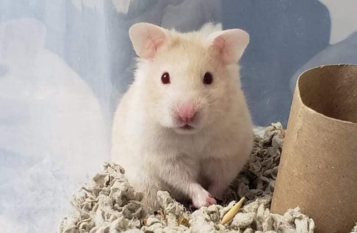 hamster cute news animal tier

https://www.reddit.com/r/hamsters/comments/r0pmv6/so_i_convinced_my_bf_to_get_a_hammy_what_should/