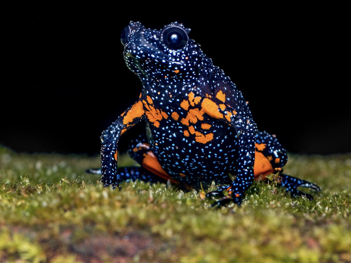 Engmaulfrosch / Galaxy Frog / Melanobatrachus indicus