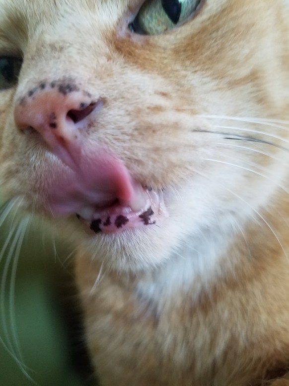 Heute ist Weltkatzentag! Hier kommen die lustigsten Büsi-Bilder aus dem Internetz
Happy Weltkatzentag, mein Liebster!