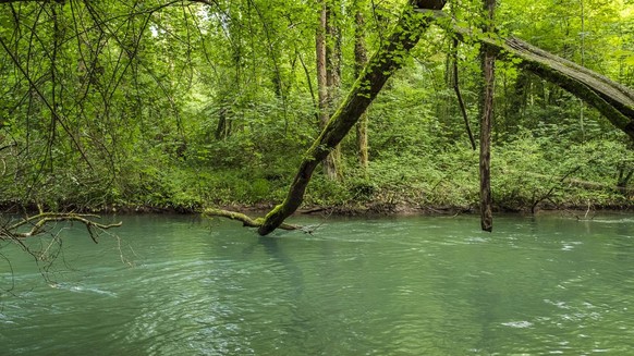 Gewässerperlen Schweiz wilde naturnahe Schweizer Flüsse unberührt Flusswanderungen Rauszeit Alte Aare