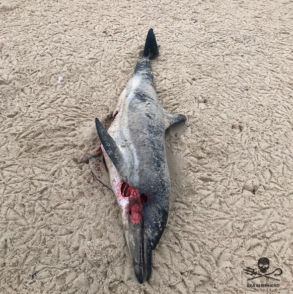 Toter Delfin am Atlantik in Frankreich