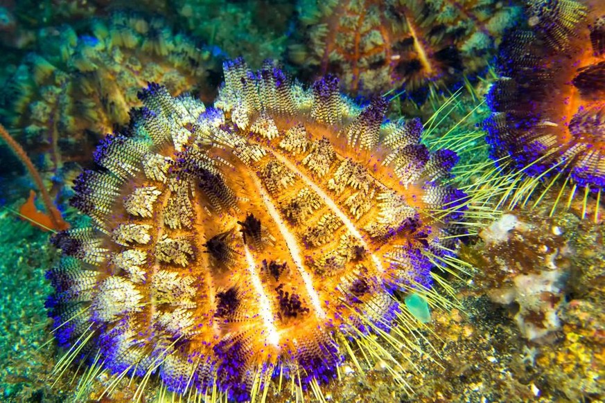 Asthenosoma varium kann bis zu 25 cm gross werden und lebt im Indo-Pazifik.