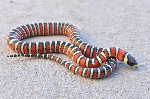 Berg-Königsnatter (Lampropeltis pyromelana)