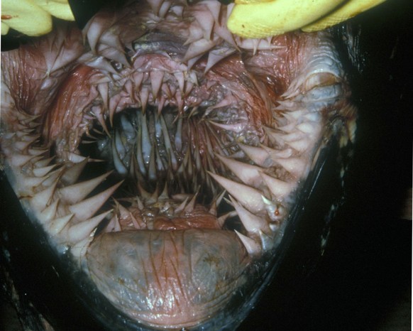 Keine Sorge, dieses Maul einer Lederschildkröte ist hauptsächlich für das Verspeisen von Quallen gedacht.&nbsp;