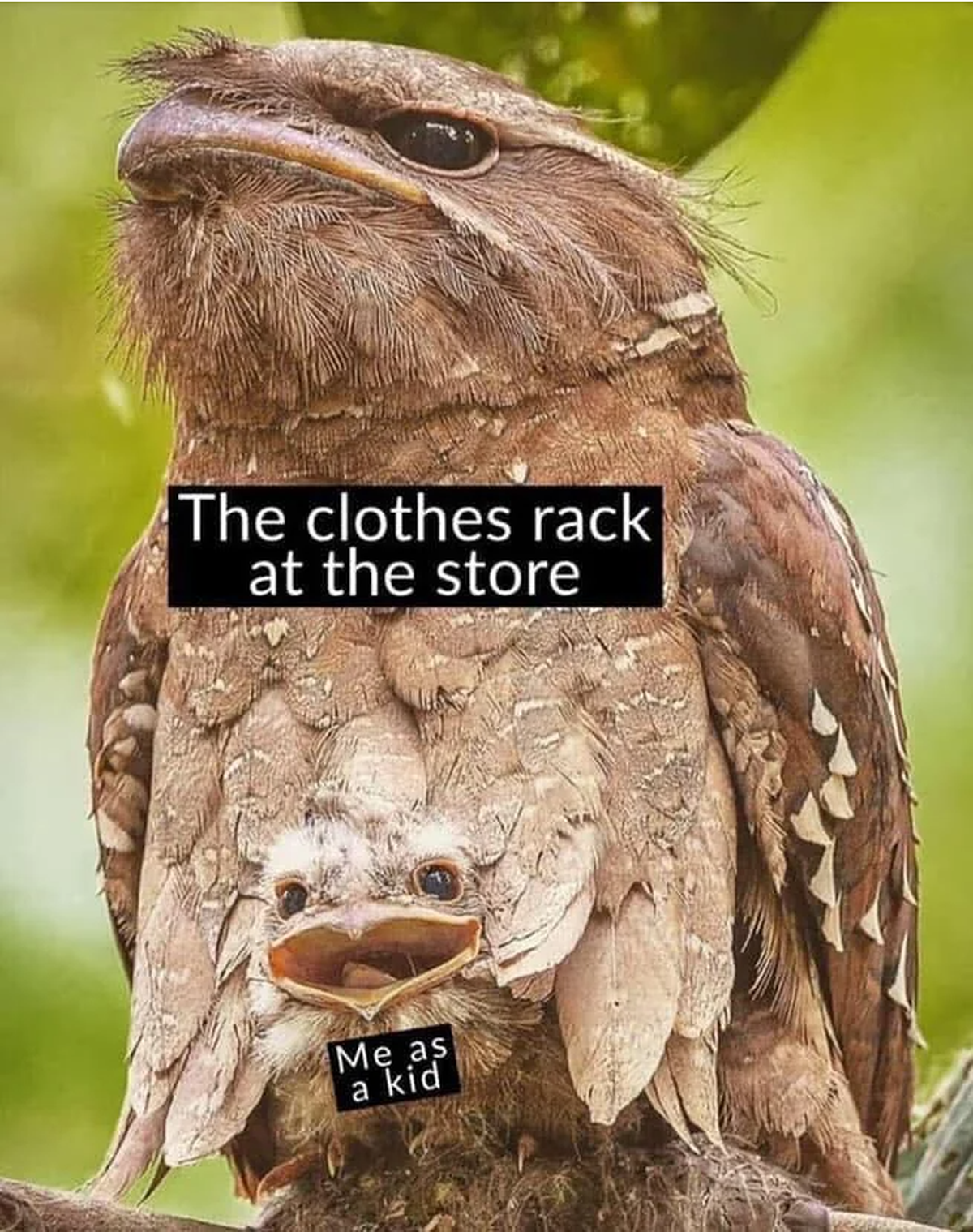 Lustige Tier Memes