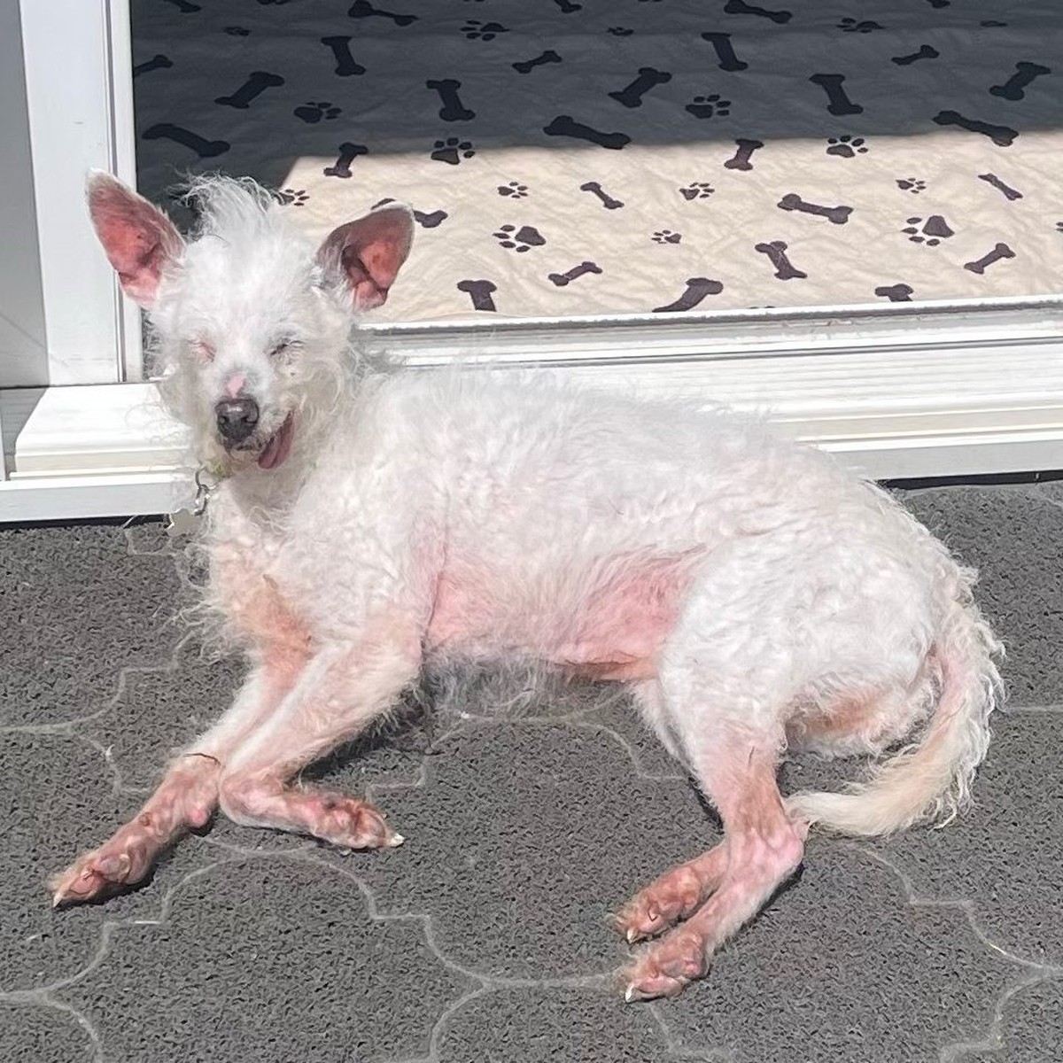 Daisy Mae, 14 ans également, et sauvée de la rue à l'âge de deux ans, était la tenante du titre.