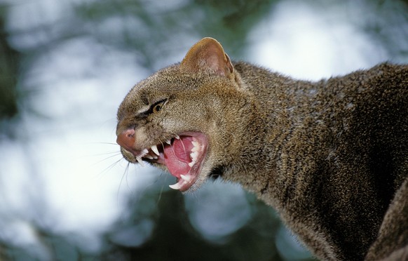 Jaguarundi, herpailurus yaguarondi, Adult snarling, Jaguarundi, herpailurus yaguarondi, Adult snarling