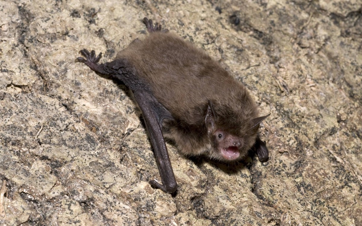 Bildnummer: 53835618 Datum: 05.05.2009 Copyright: imago/imagebroker
Wasserfledermaus (Myotis daubentonii) Alttier mit offenem Mund, rastet auf Baumstamm, England, Vereinigtes K
