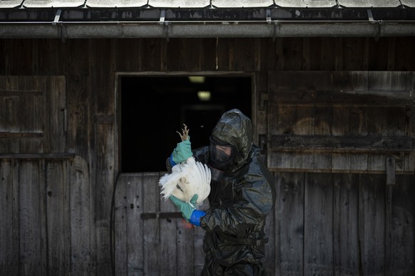 Ein Huhn wird aus einem Stall entnommen bei einer Uebung der Seuchenwehr des Zivilschutzes zur Vogelgrippe, am Donnerstag, 4. Mai 2023, in Glarus. Die im Rahmen der Uebung gekeulten Tiere stammen aus  ...