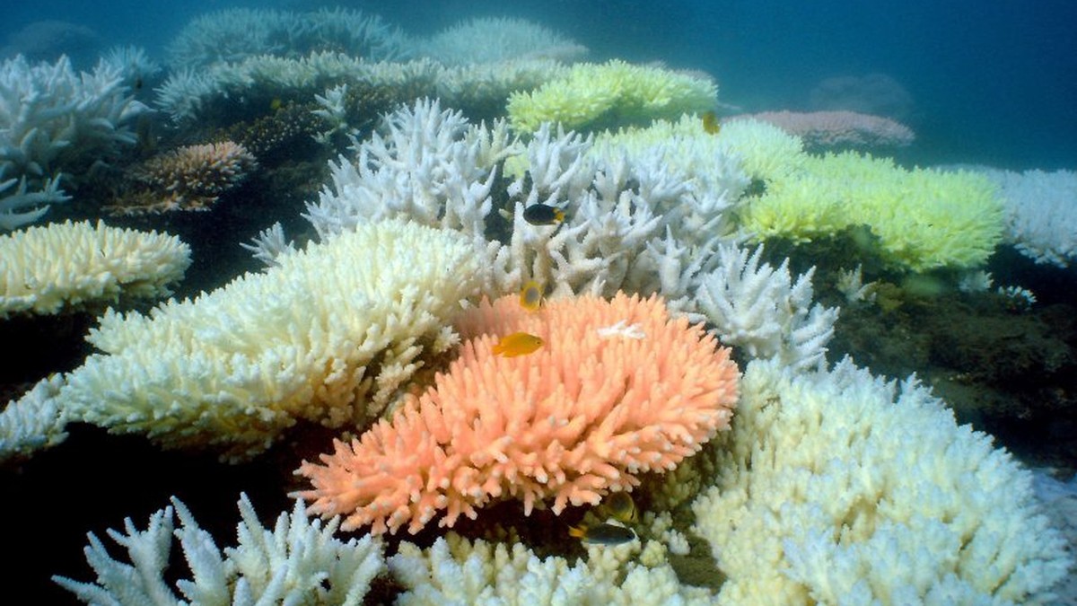 FILE - An undated handout image released by the Australian Institute for Marine Science (AIMS) shows bleaching of coral at North Keppel Island on the Great Barrier Reef in Queensland, Australia. EPA/A ...