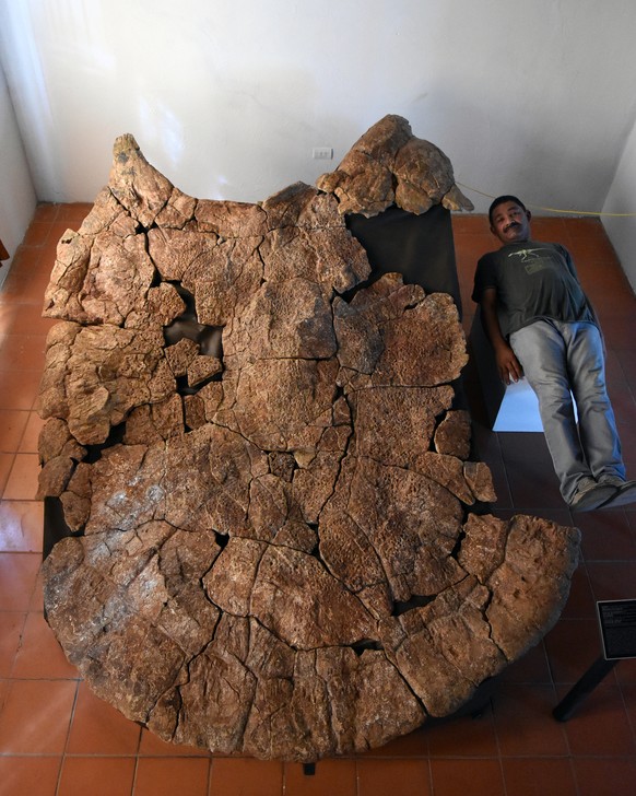 HANDOUT - Der venezolanische Palaeontologe Rodolfo Sanchez liegt am 15. Juni 2018 neben dem Panzer eines Stupendemys geographicus Maennchens, gefunden in 8 Millionen Jahre alten Ablagerungen in Venezu ...
