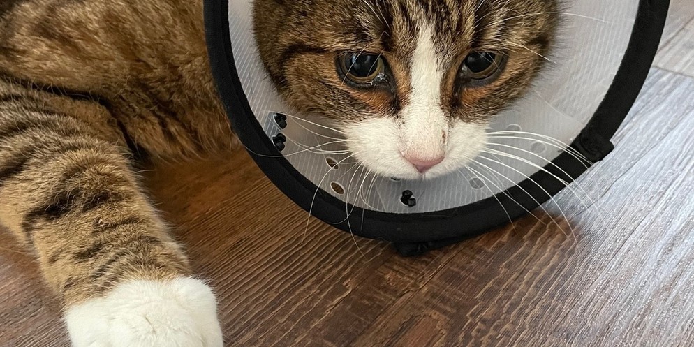 Katze Rocky aus Uetendorf wurde von Unbekannten angeschossen.