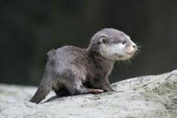 Aufgepasst! Herzige Tiere gibt&#039;s heute nur mit eurer UnterstÃ¼tzung!
Baby Otten waren schon lange nicht mehr dabei
