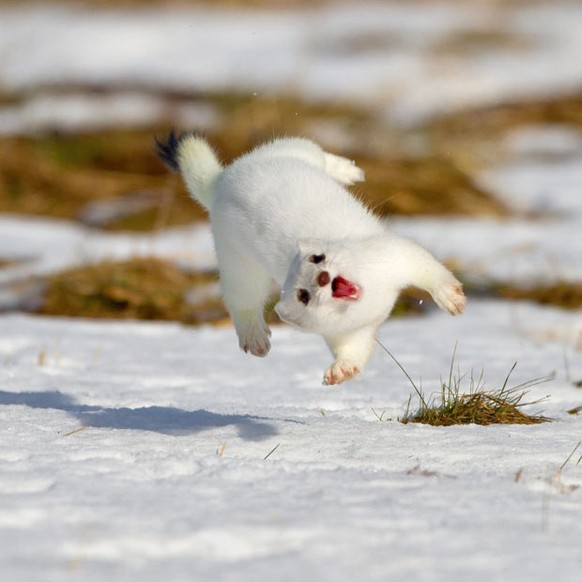 Hermelin im Schnee