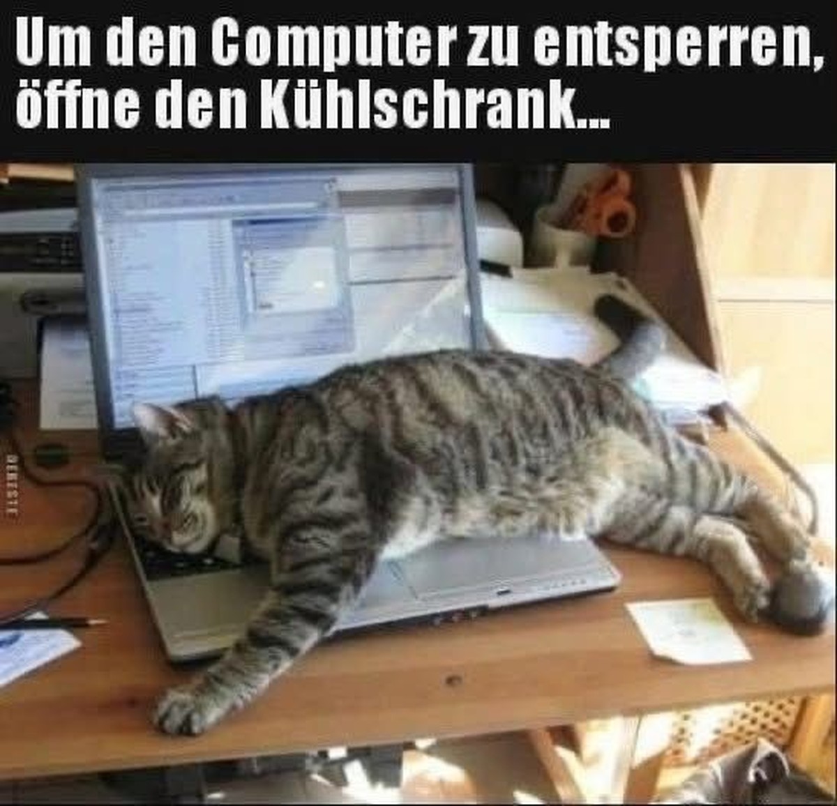 Bild