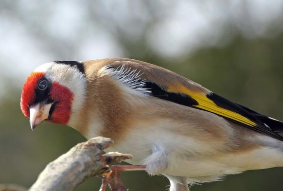 Stieglitz (Carduelis carduelis)