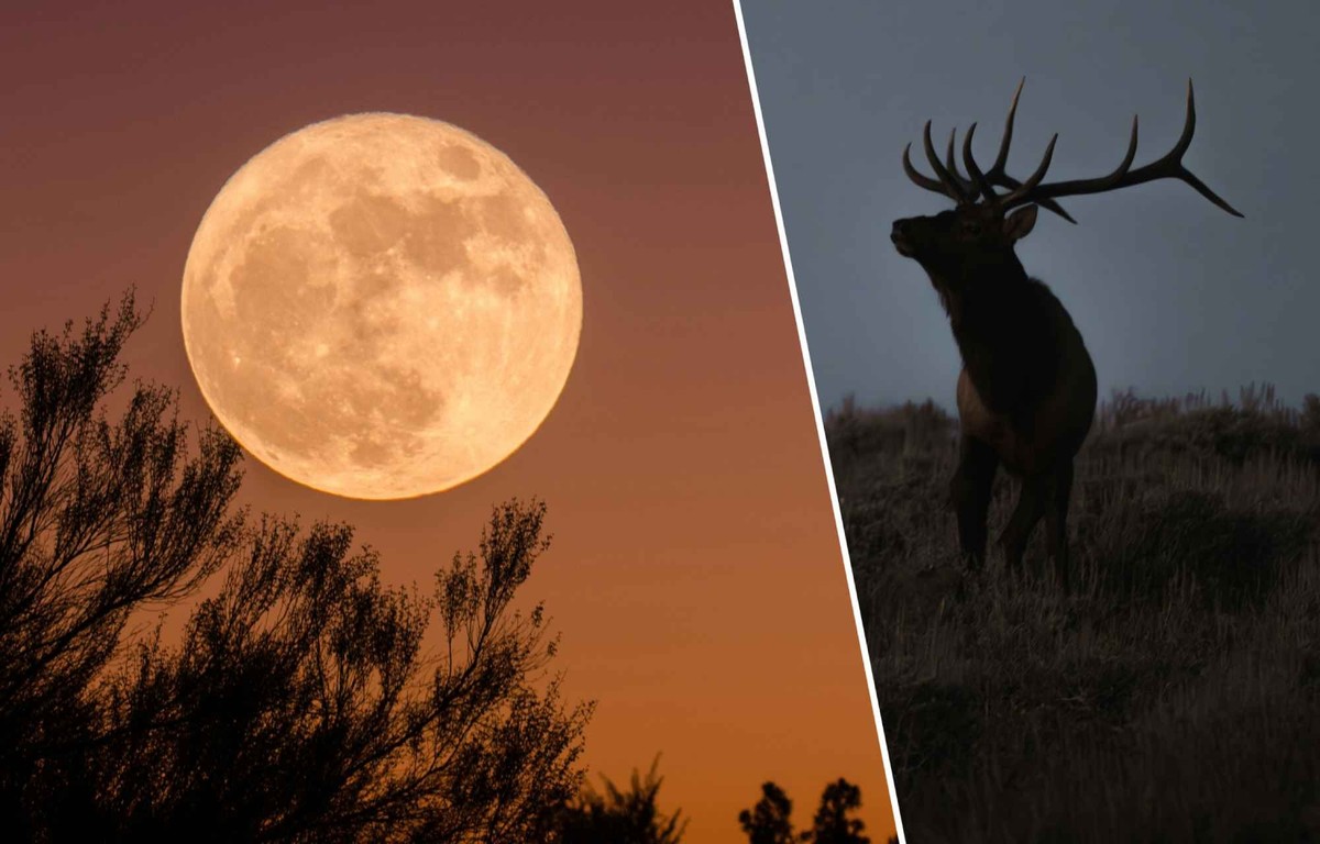 La «lune du cerf» va bientôt émerveiller les Suisses.