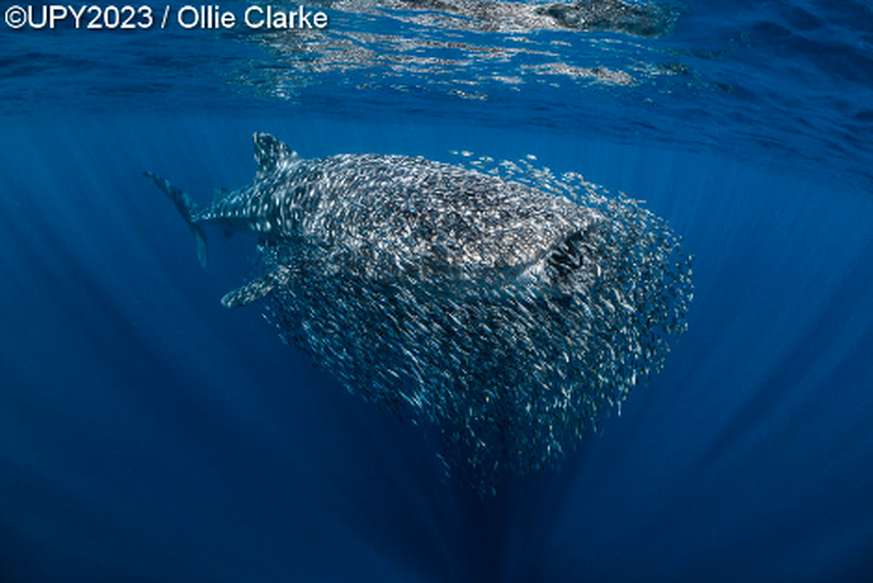 British Underwater Photographer of the Year 2023, Swarm
